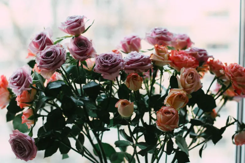 What Your Favorite Flower Color Is Actually Doing to Your Brain